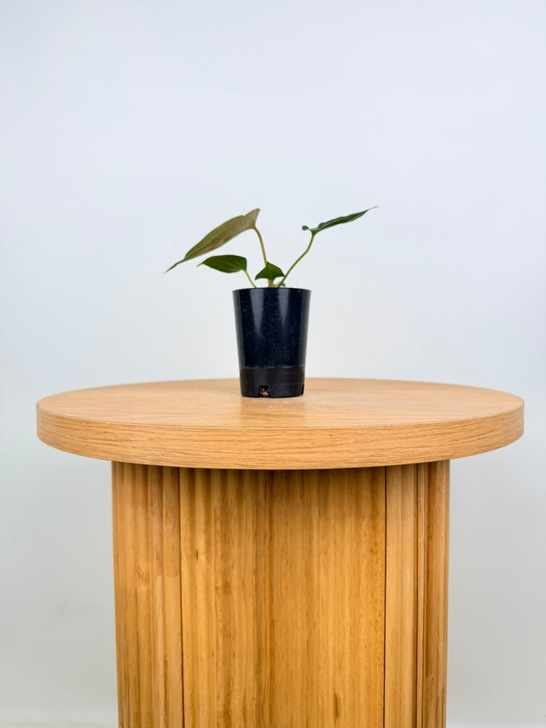 Anthurium Portillae