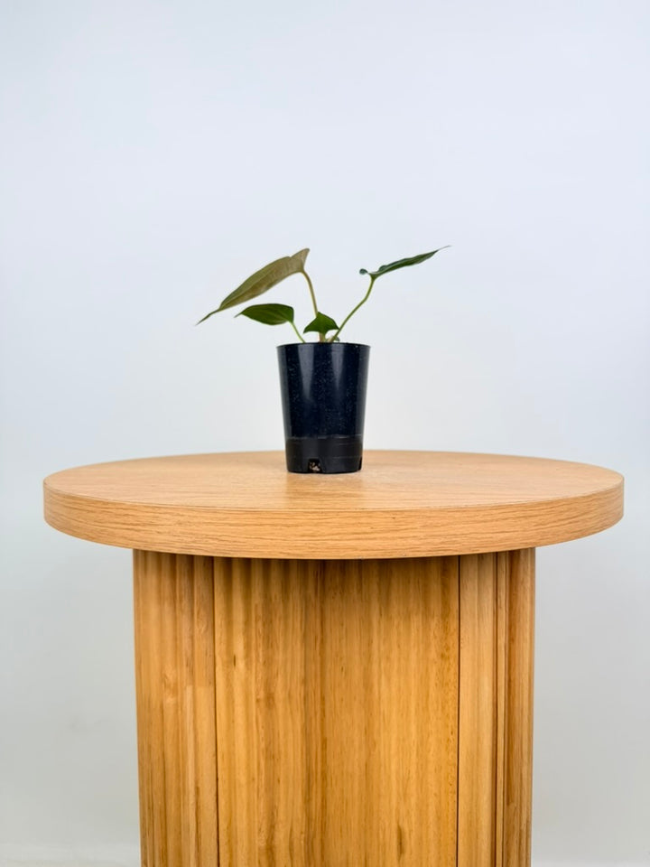 Anthurium Portillae