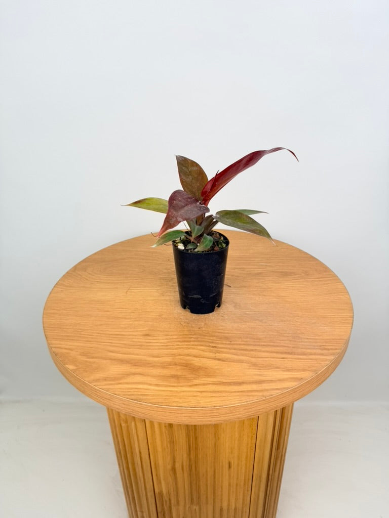Philodendron Erubescens - Sun Red