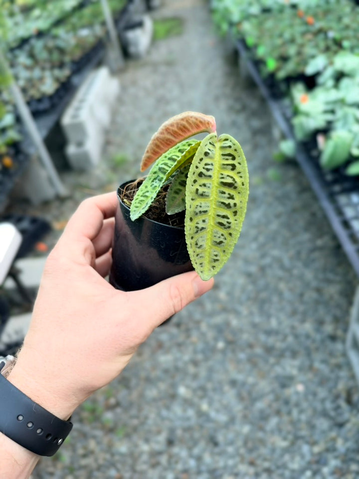 Labisia sp. Riau - Green