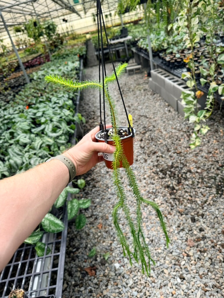 Handpicked #35 - Phlegmariurus squarrosus [Huperzia Squarrosa] - QLD Fine Rock Tassel Fern