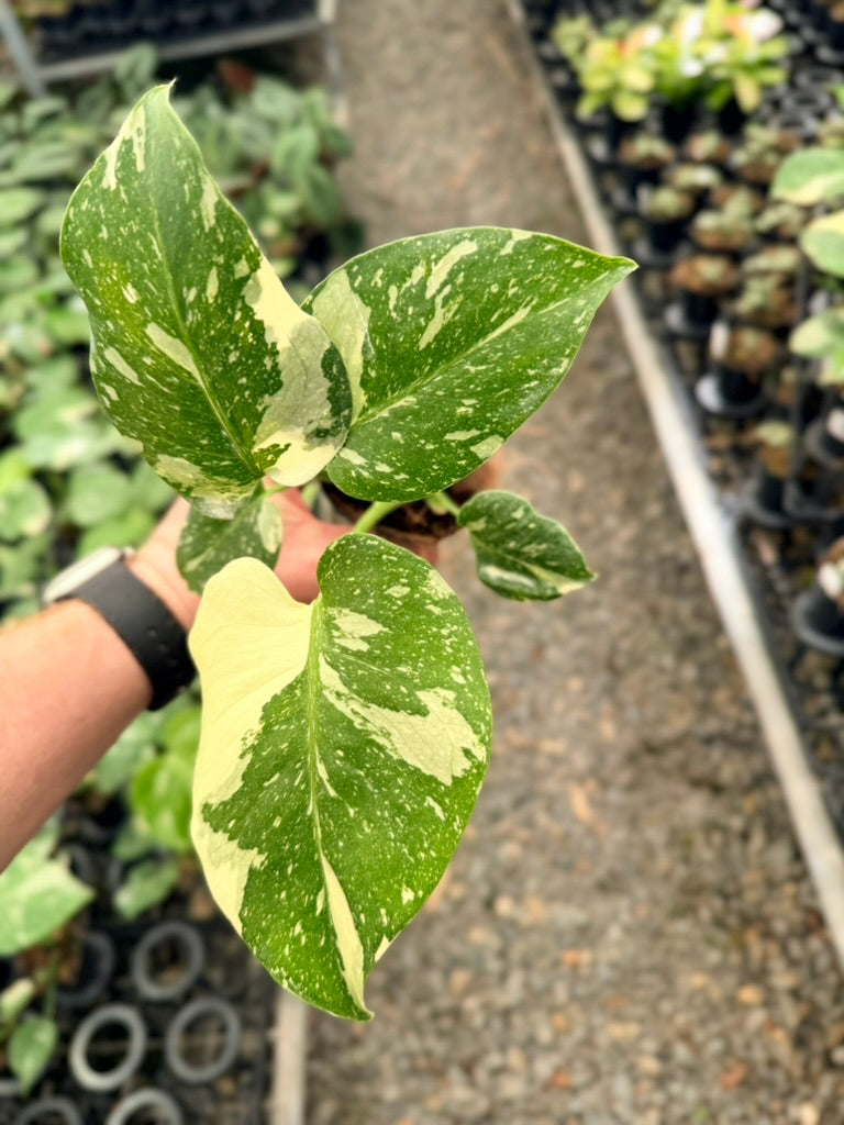 Handpicked #54 - Monstera Deliciosa - Thai Constellation - Double Growth Point