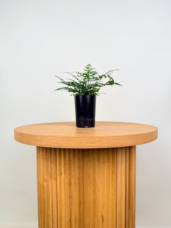 Polystichum Tsussimense - Korean Rock Fern