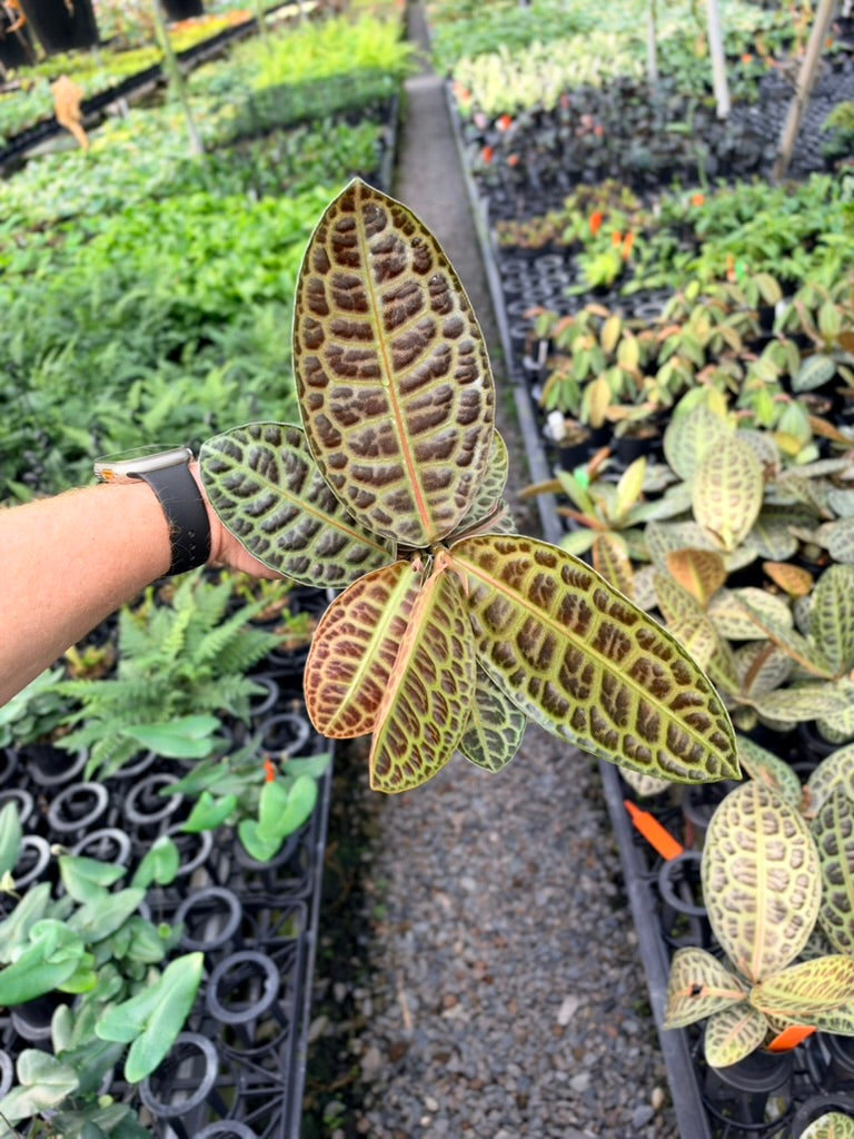 Handpicked #100 - Labisia Beccarii - Turtleback