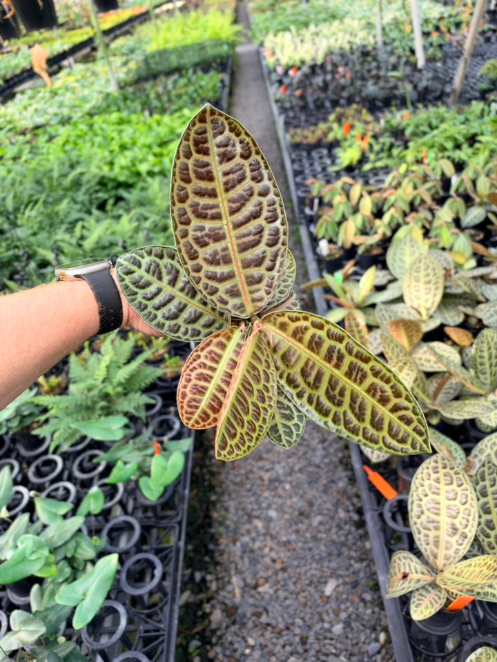 Handpicked #100 - Labisia Beccarii - Turtleback