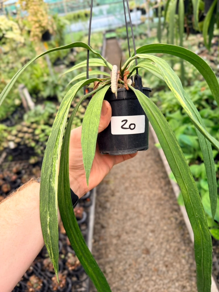 Handpicked #20 - Anthurium Vittariifolium Variegata