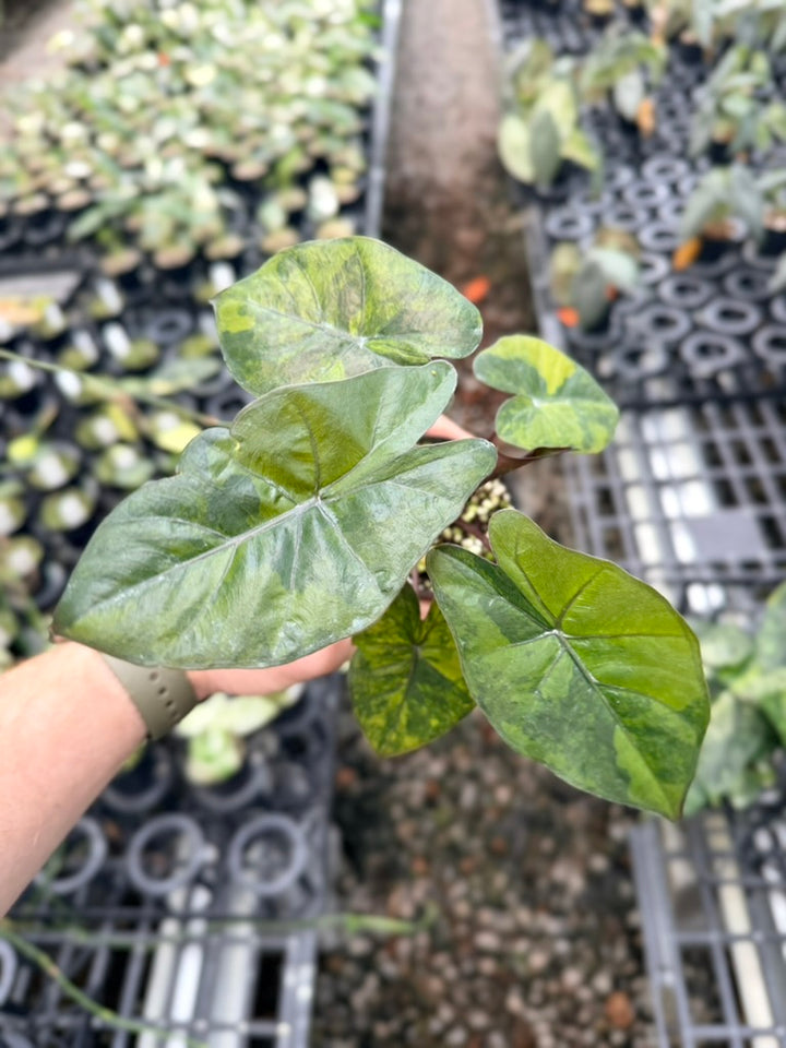 Handpicked #25 - Alocasia Yucatan Princess Variegata