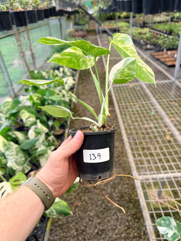 Handpicked #139 - Monstera Deliciosa Borsigiana Variegated Albo