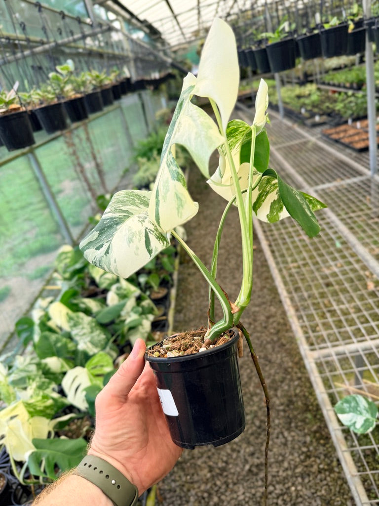 Handpicked #137 - Monstera Deliciosa Borsigiana Variegated Albo
