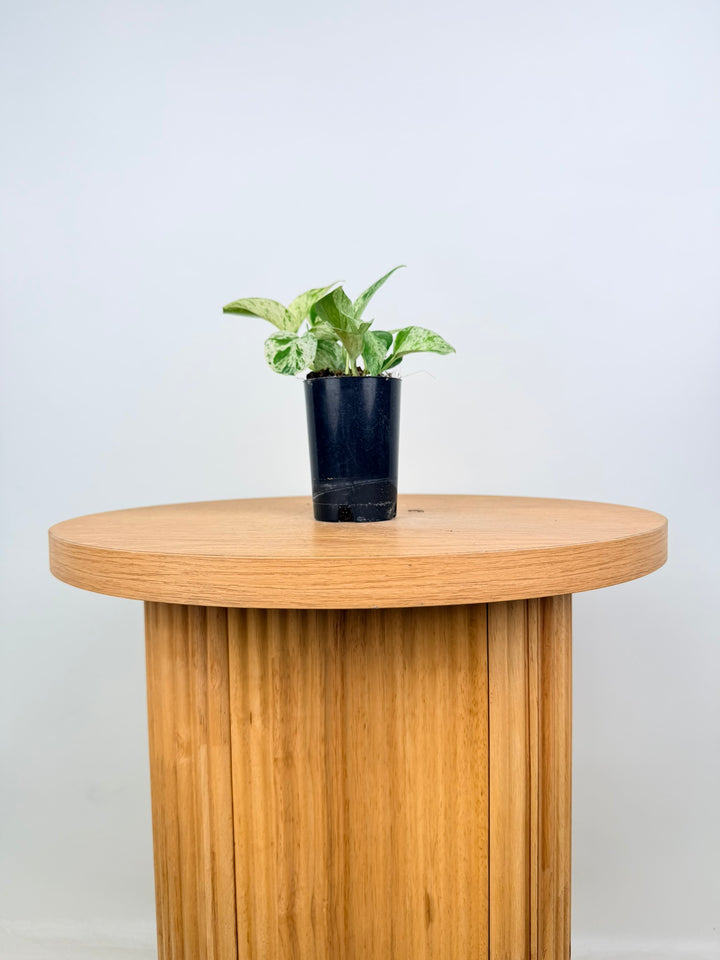 Epipremnum Aureum - Marble Queen