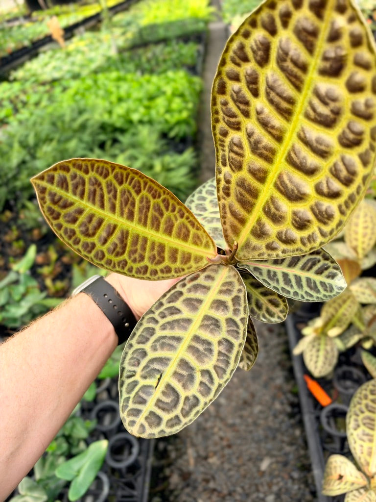 Handpicked #96 - Labisia Beccarii - Turtleback