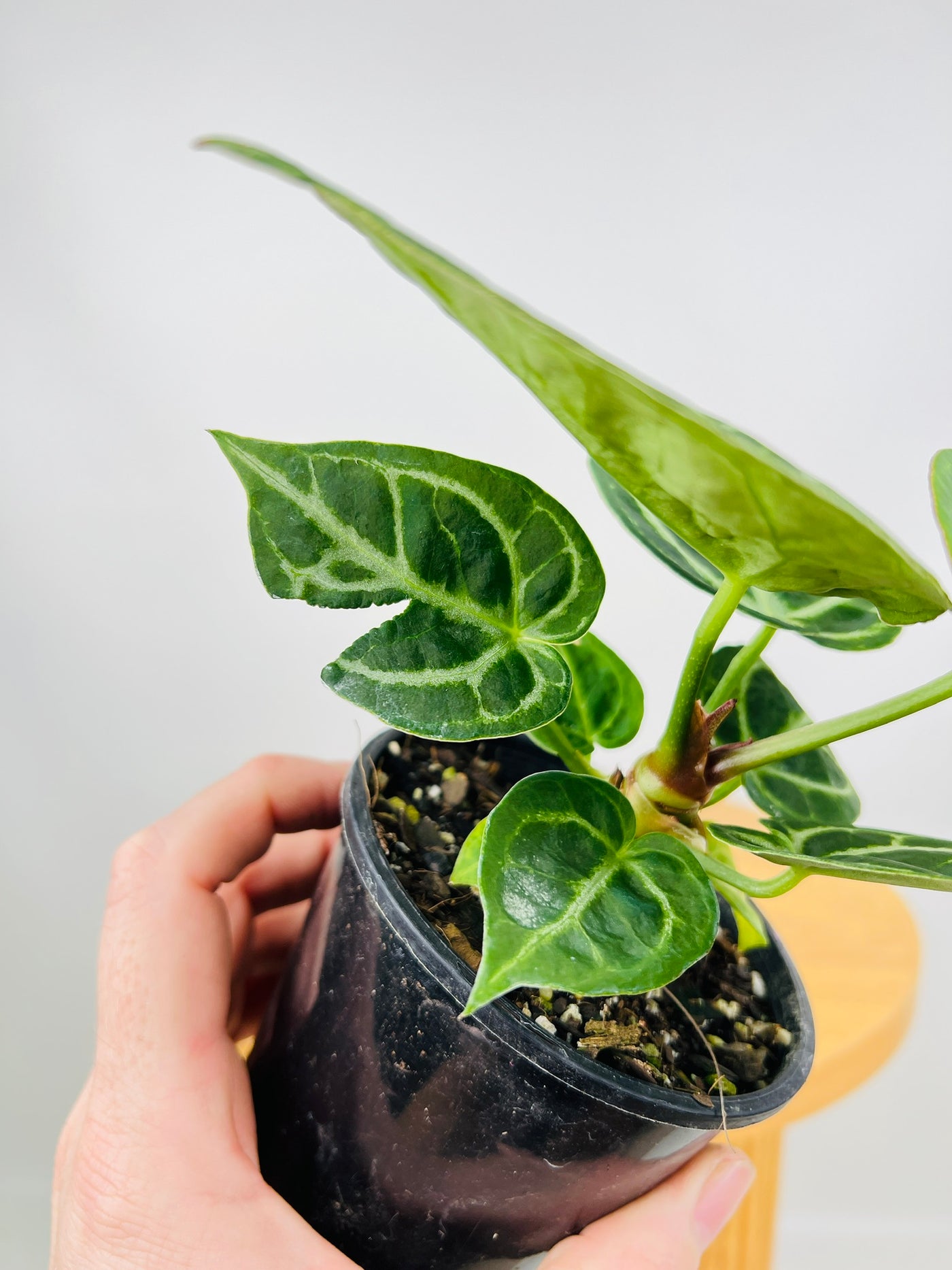 Anthurium Crystallinum Dorayaki