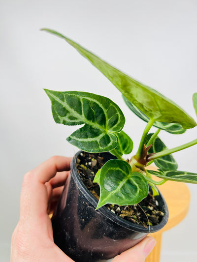 Anthurium Crystallinum Dorayaki