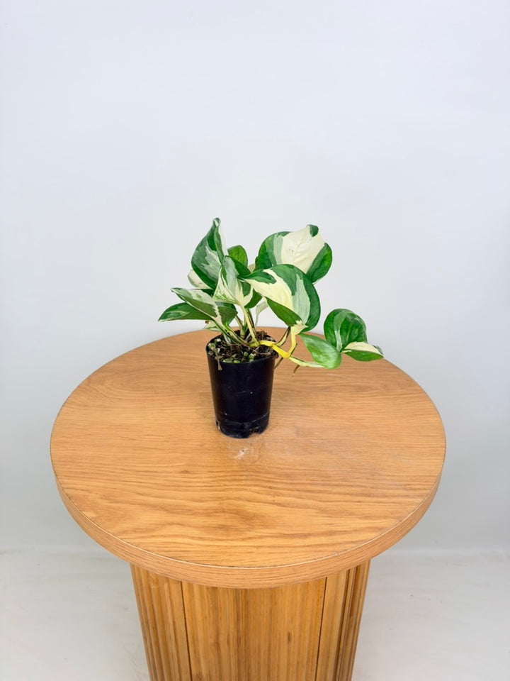 Epipremnum Aureum - Manjula