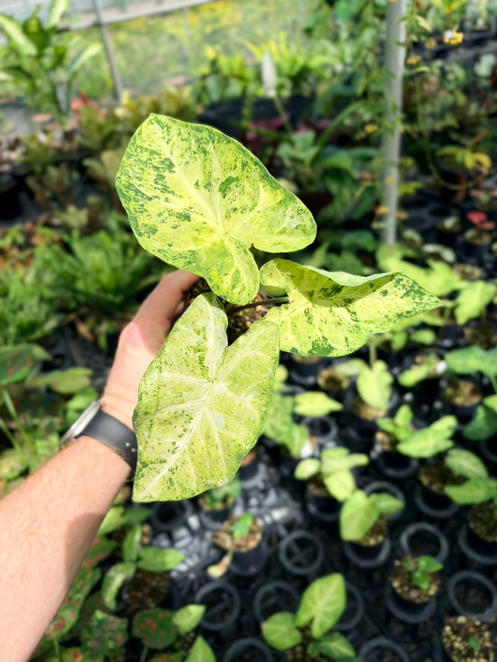 Caladium Bicolor - Frog in a Blender