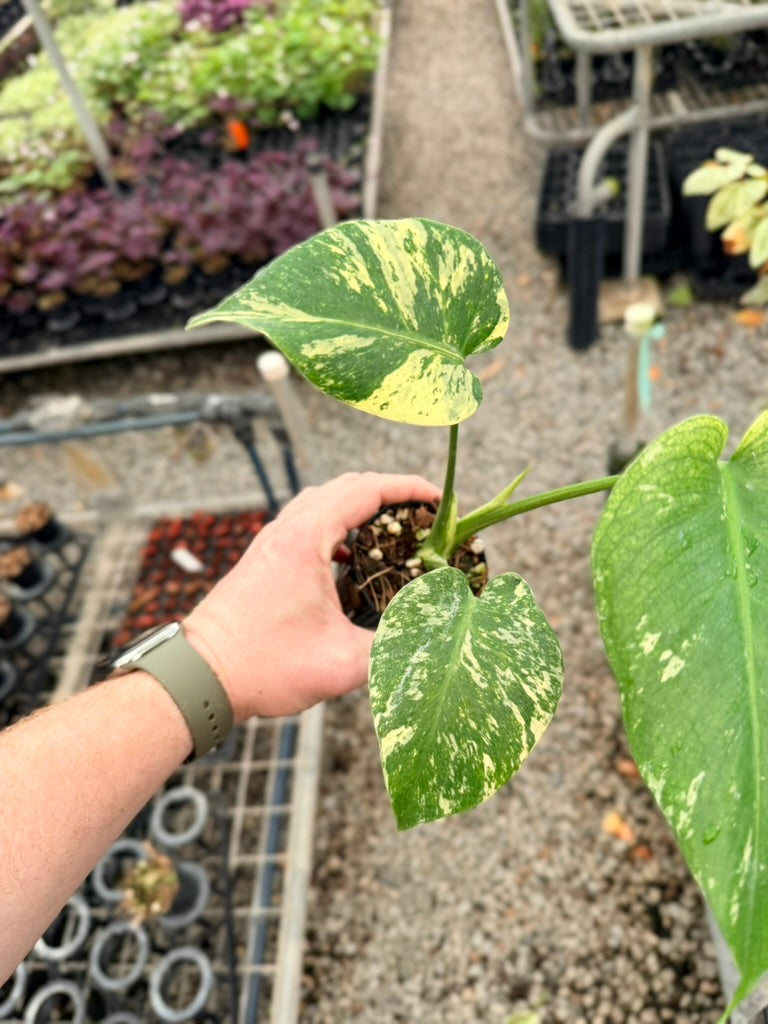 Handpicked #27 - Monstera Deliciosa Mint