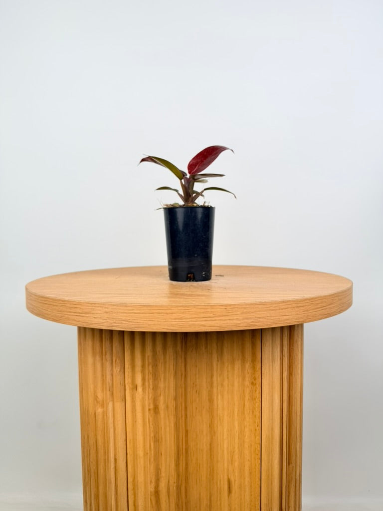 Philodendron Erubescens - Sun Red