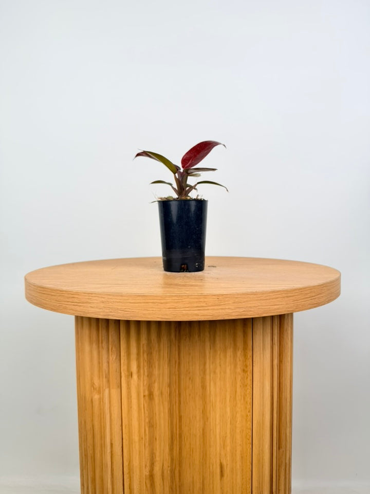 Philodendron Erubescens - Sun Red