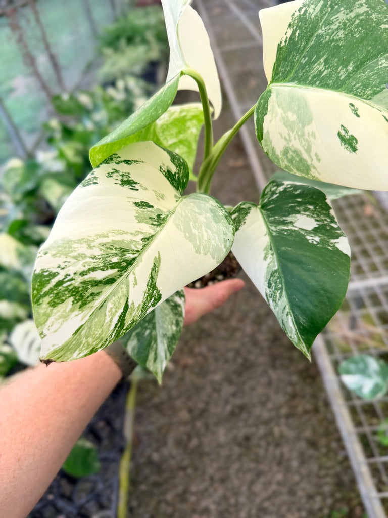 Handpicked #135 - Monstera Deliciosa Borsigiana Variegated Albo