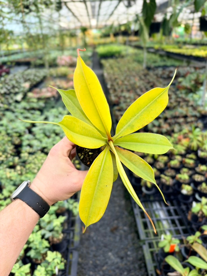 Nepenthes Gentle - Imperfect Foliage