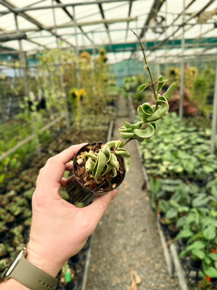 Hoya Carnosa Compacta Albomarginata