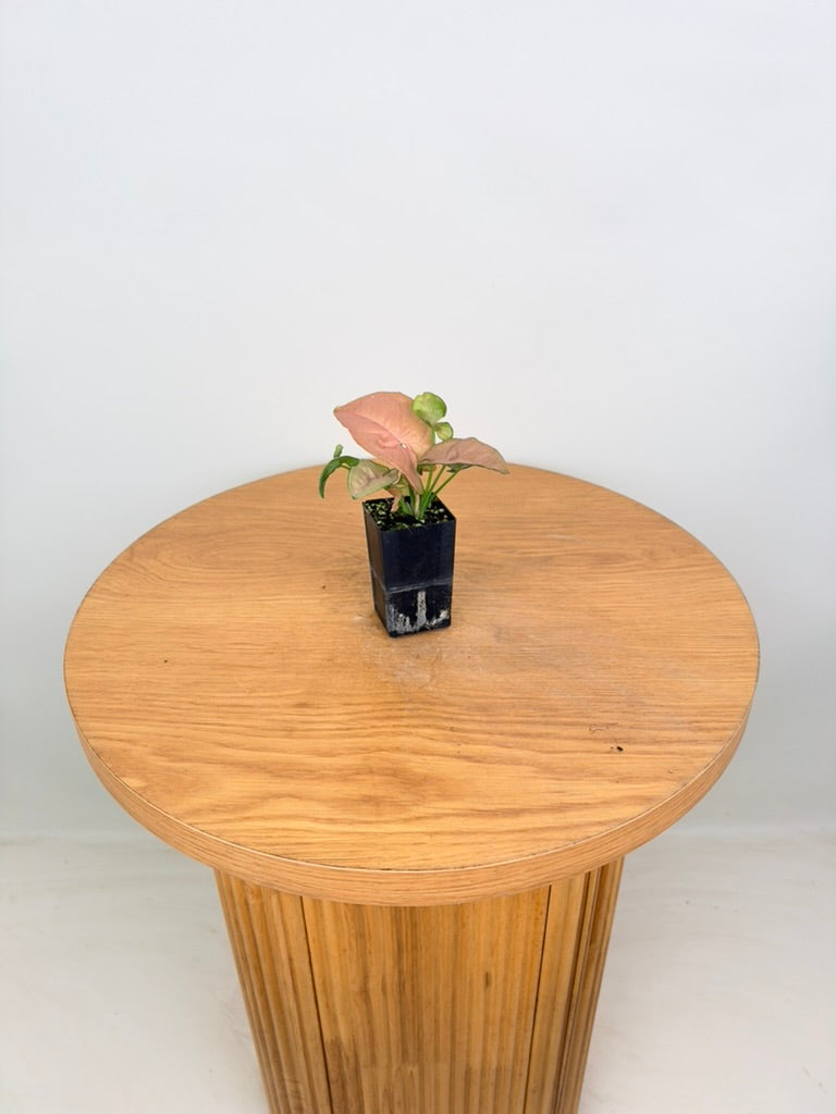 Syngonium Podophyllum - Neon - Mini