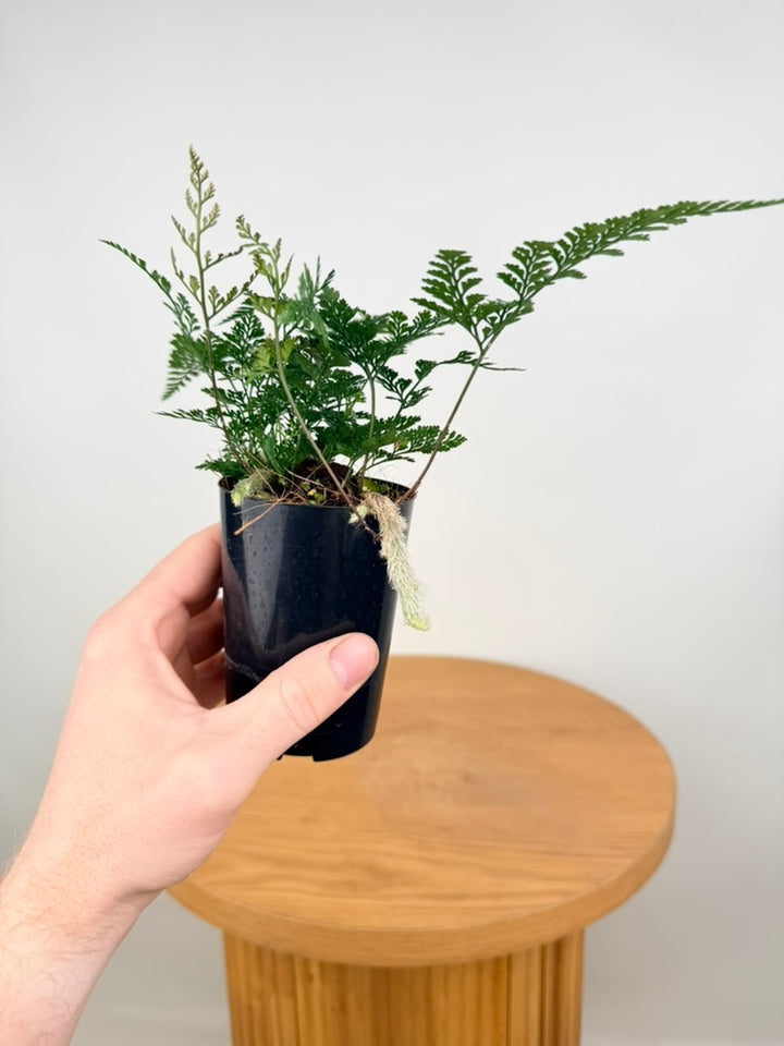 Humata Tyermannii - White Rabbit's Foot Fern