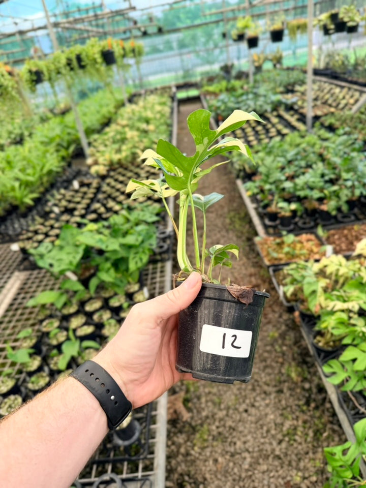 Handpicked #12 - Rhaphidophora Tetrasperma Variegata Albo