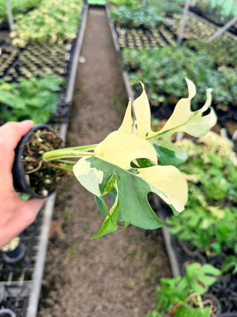 Handpicked #11 - Rhaphidophora Tetrasperma Variegata Albo