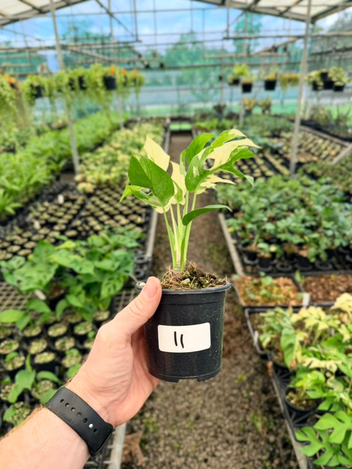 Handpicked #11 - Rhaphidophora Tetrasperma Variegata Albo