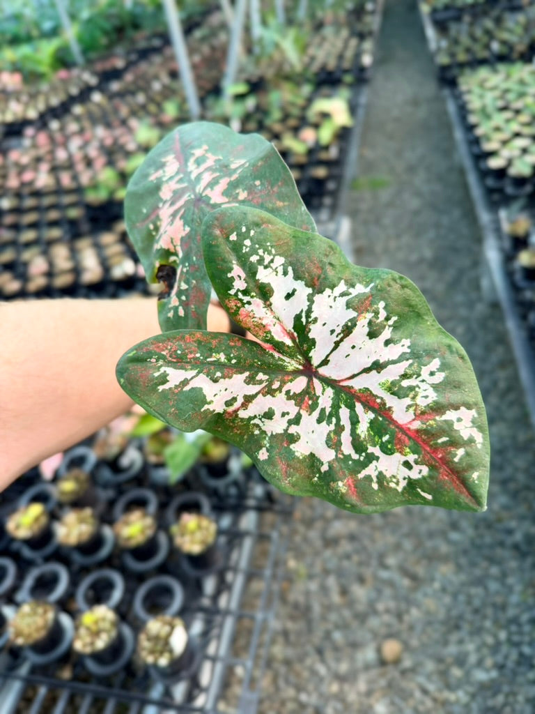 Handpicked #45 - Caladium Bicolor - Apple Blossom