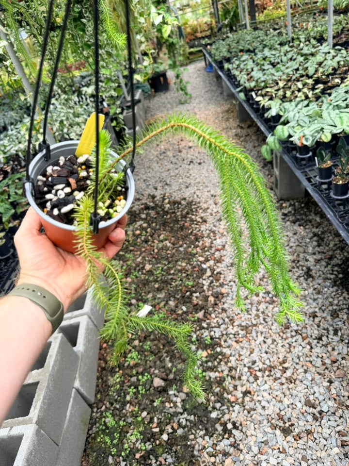 Handpicked #34 - Phlegmariurus squarrosus [Huperzia Squarrosa] - QLD Fine Rock Tassel Fern