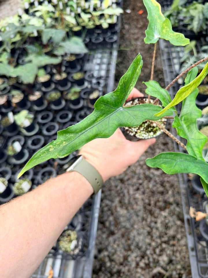 Handpicked #23 - Alocasia sp Sulewasi 'Sabrina Narrow' - Aurea Variegata