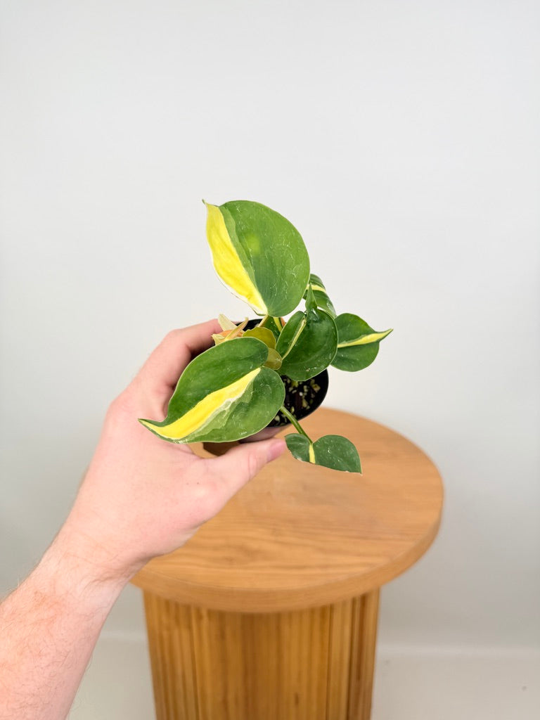 Philodendron Hederaceum Var. Oxycardium Cream Splash