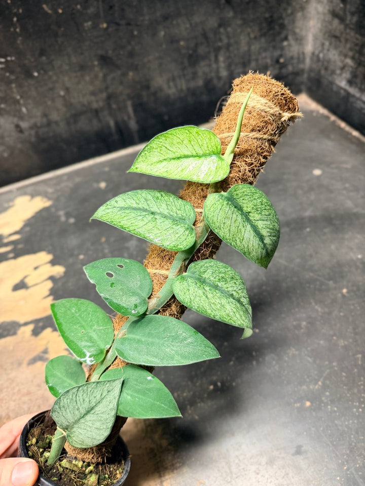 Handpicked #98 - Rhaphidophora Hongkongensis Mint Totem - 100mm Pot