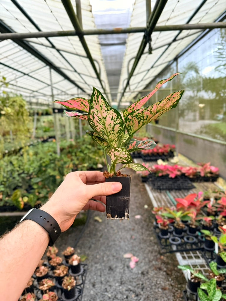 Aglaonema Commutatum - Anyamanee - MINI