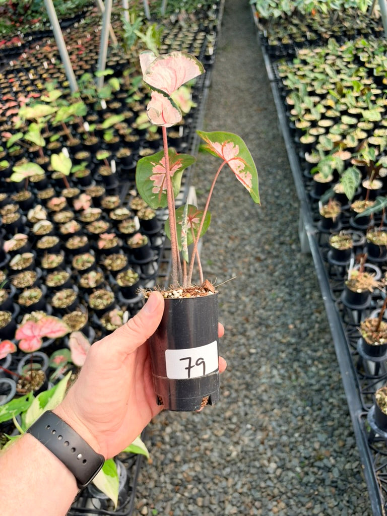 Handpicked #79 - Caladium Bicolor - Apple Blossom