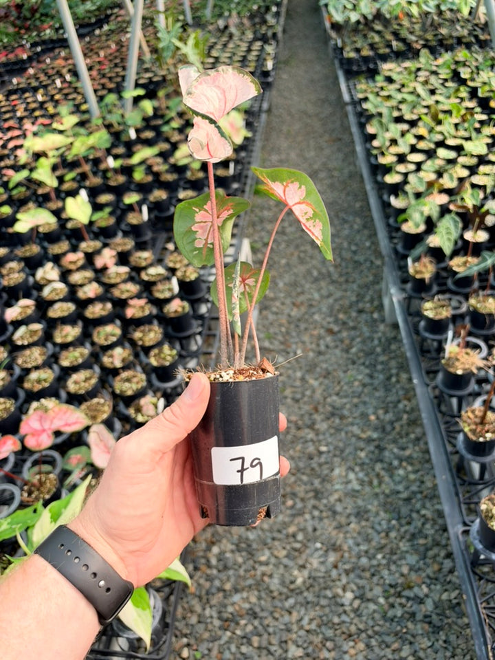 Handpicked #79 - Caladium Bicolor - Apple Blossom