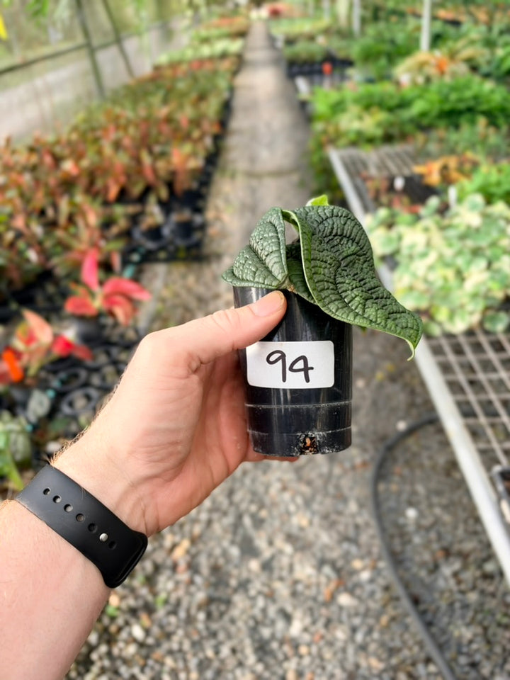 Handpicked #94 - Piper Parmatum