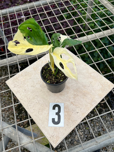 Monstera Adansonii Variegated Albo