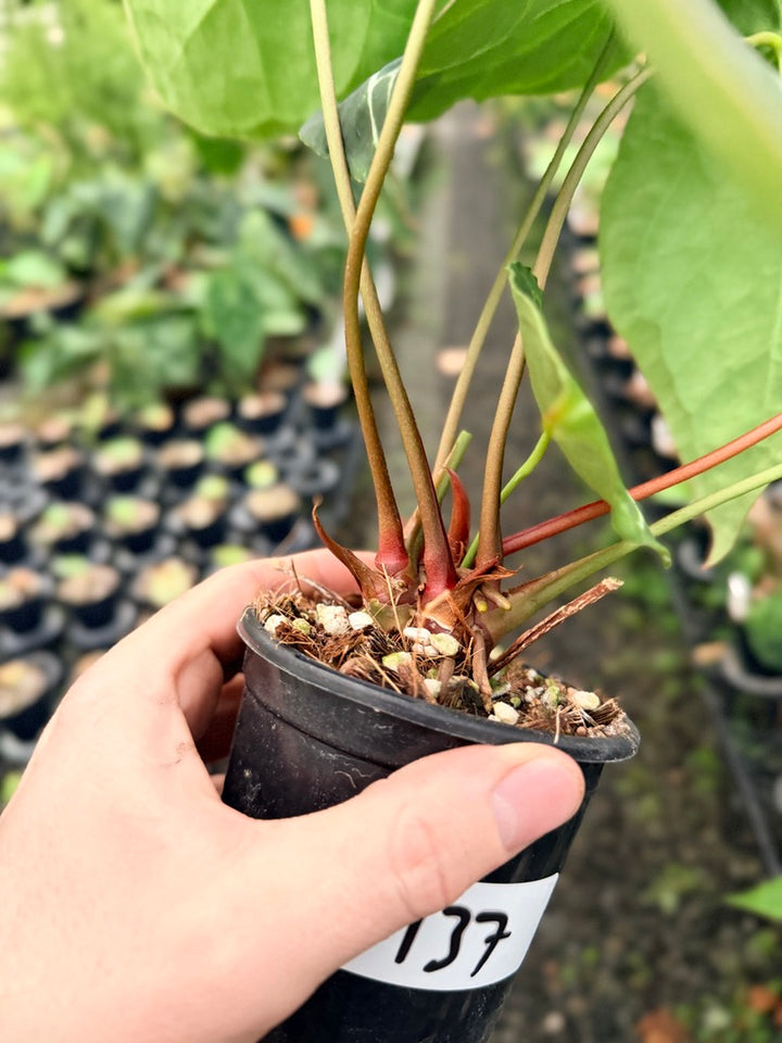Handpicked #137 - Anthurium Crystallinum - Multi Headed