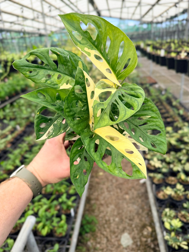 Handpicked #124 - Monstera Adansonii - Monkey Mask - Variegated Albo - Double Planted