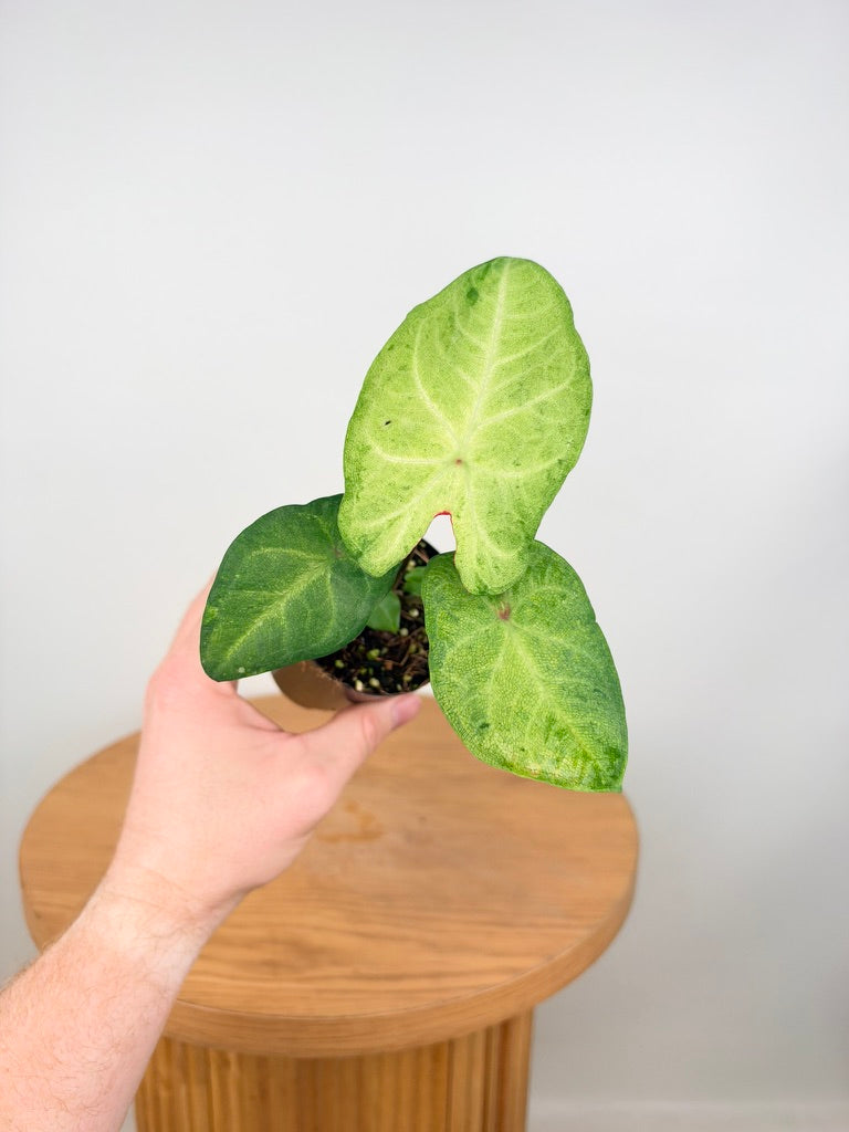 Caladium Bicolor - Frog in a Blender