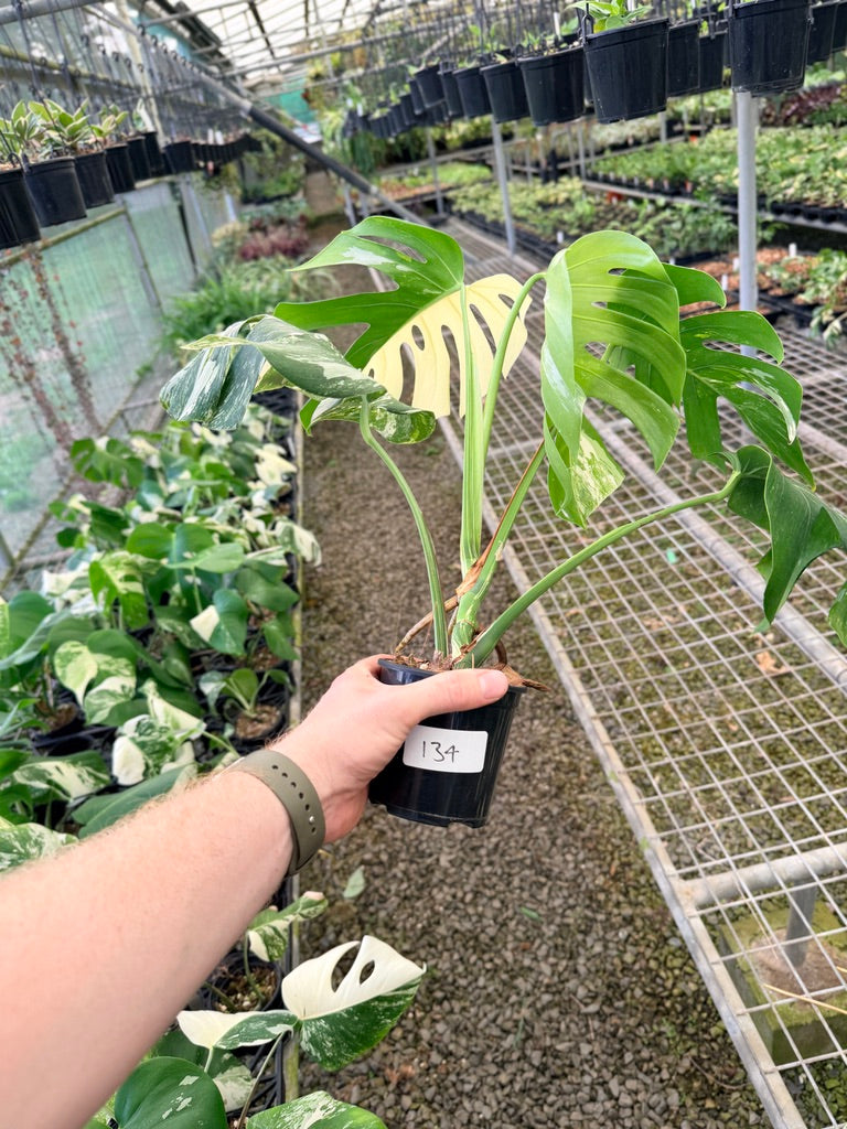 Handpicked #134 - Monstera Deliciosa Borsigiana Variegated Albo