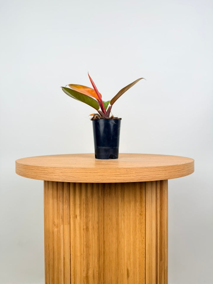 Philodendron Erubescens - Prince of Orange
