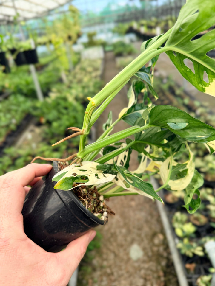 Handpicked #123 - Monstera Adansonii - Monkey Mask - Variegated Albo - Double Planted
