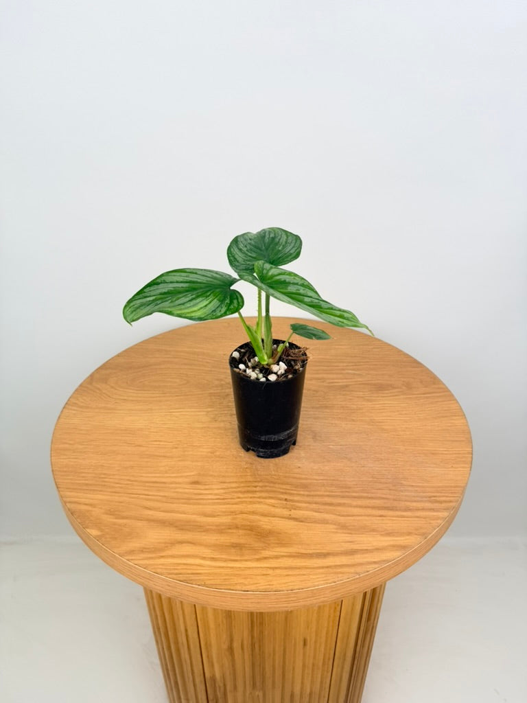 Philodendron Mamei - Silver Cloud