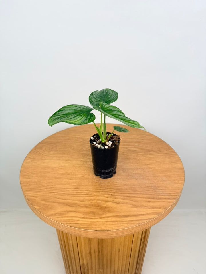 Philodendron Mamei - Silver Cloud