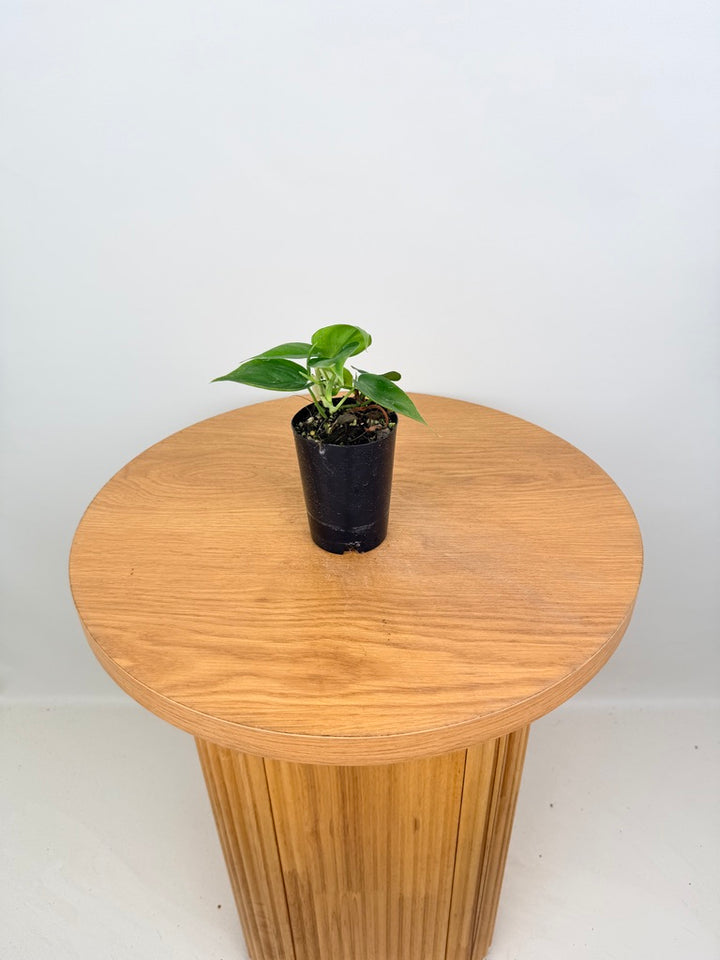 Philodendron Hederaceum Var. Oxycardium Heart Leaf - Green Form