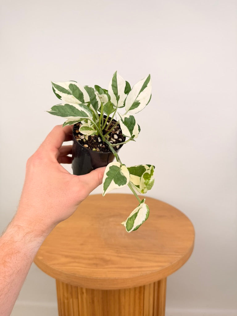 Epipremnum Aureum -  Snow Queen
